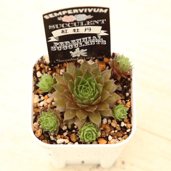 多肉植物 センペルビウム 紅牡丹 7.5cmポット苗 : ハニーミント - 通販