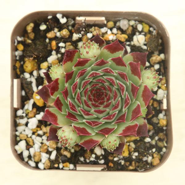 多肉植物 センペルビウム ジュセッピー 7.5cmポット苗 : ハニーミント