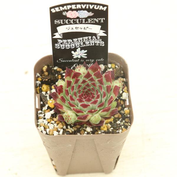 多肉植物 センペルビウム ジュセッピー 7.5cmポット苗 : ハニーミント