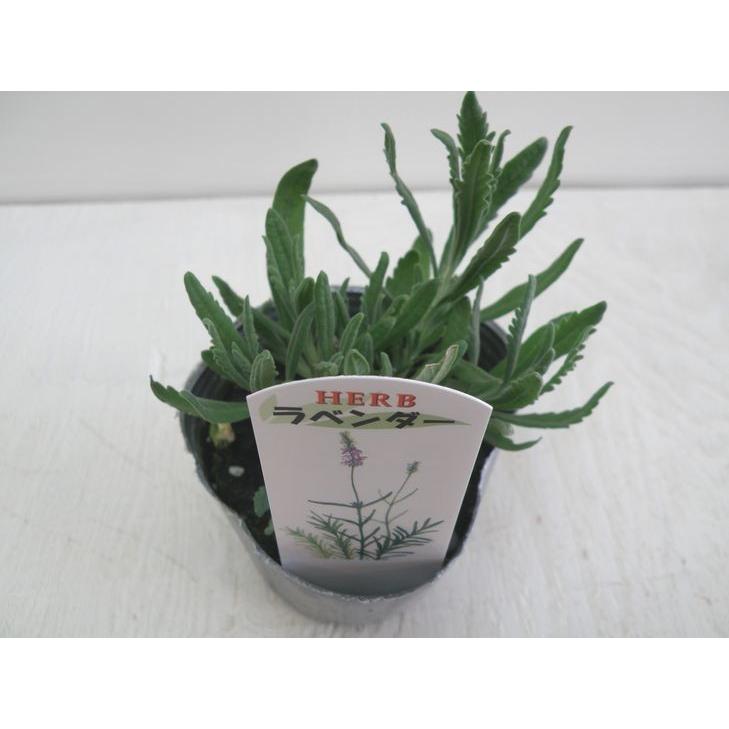 100円均一 ラバンディンラベンダー 9センチポット苗 宿根草 寒さに強いラベンダーです お一人様1点限り ハニーミント 通販 Yahoo ショッピング