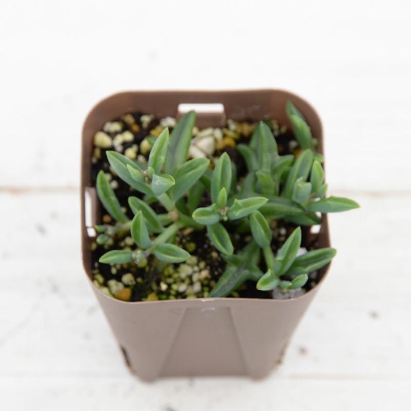 100円均一 多肉植物 ドルフィンネックレス 7 5センチポット苗 お一人様1点限り ハニーミント 通販 Yahoo ショッピング