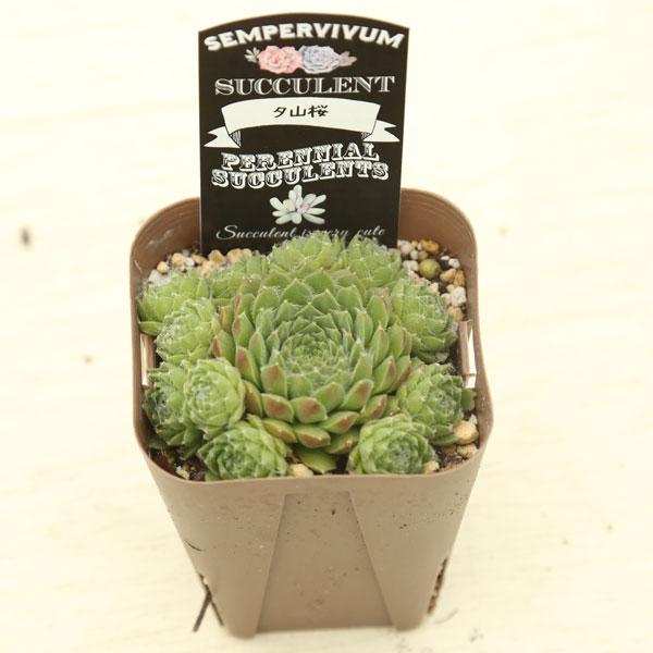 多肉植物 センペルビウム 夕山桜 7.5cmポット苗 : ハニーミント - 通販