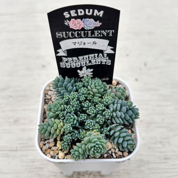 多肉植物 セダム マジョール 7.5cmポット苗 : ハニーミント - 通販