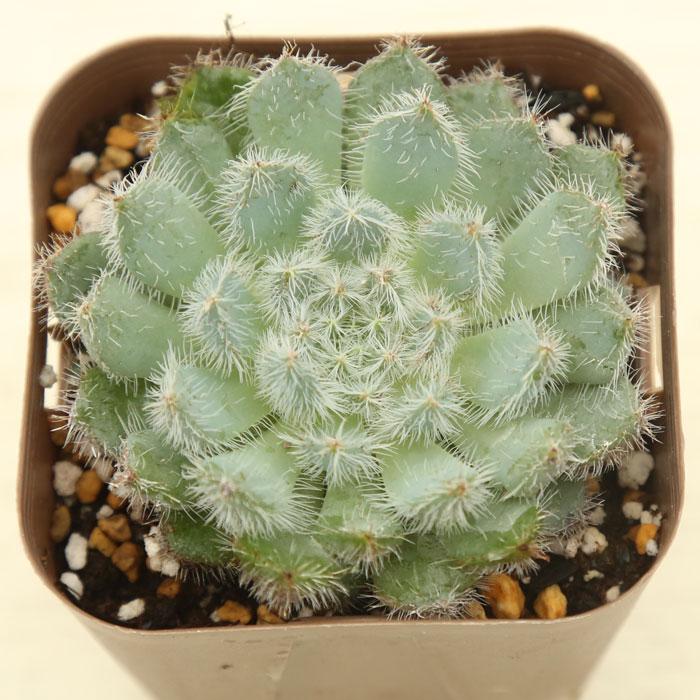 多肉植物 エケベリア セトーサデミヌタ 7.5cmポット苗 : ハニーミント