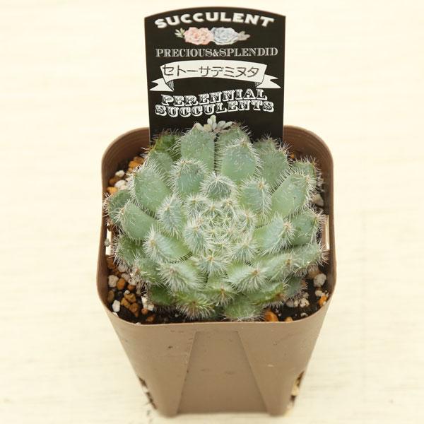多肉植物 エケベリア セトーサデミヌタ 7.5cmポット苗 : ハニーミント