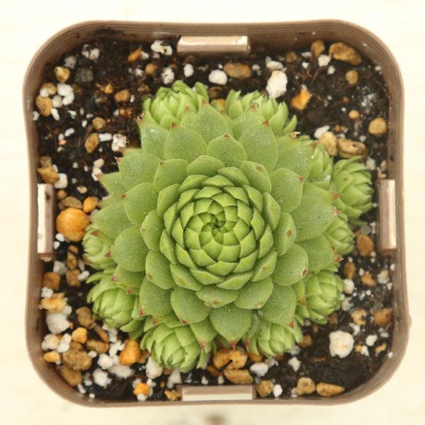 多肉植物 センペルビウム アリオニー 7.5cmポット苗 : ハニーミント