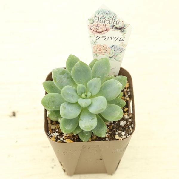 多肉植物 セダム クラバツム 7.5cmポット苗 : ハニーミント - 通販
