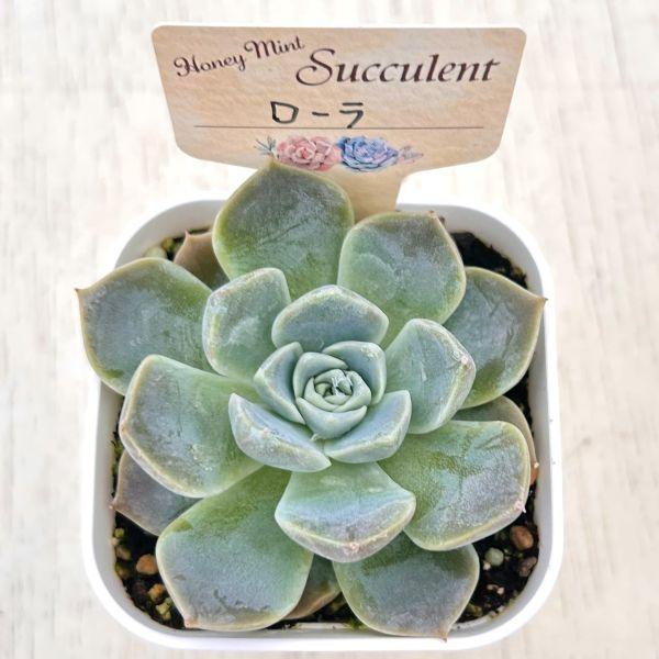 多肉植物 エケベリア ローラ 7.5cmポット苗 : ハニーミント - 通販