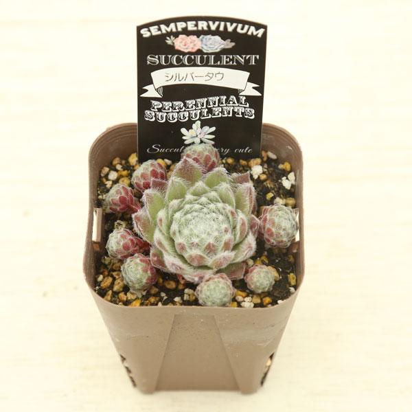 多肉植物 センペルビウム シルバータウ 7.5cmポット苗 : ハニー