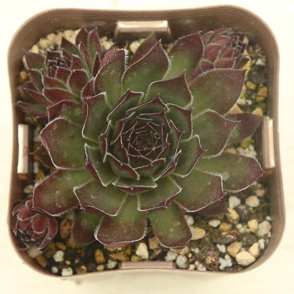 多肉植物 センペルビウム ダイナモ 7.5cmポット苗 : ハニーミント