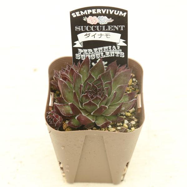 多肉植物 センペルビウム ダイナモ 7.5cmポット苗 : ハニーミント