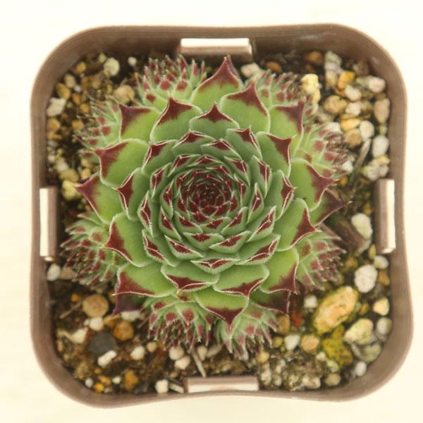 多肉植物 センペルビウム メテニアナム 7.5cmポット苗 : ハニーミント