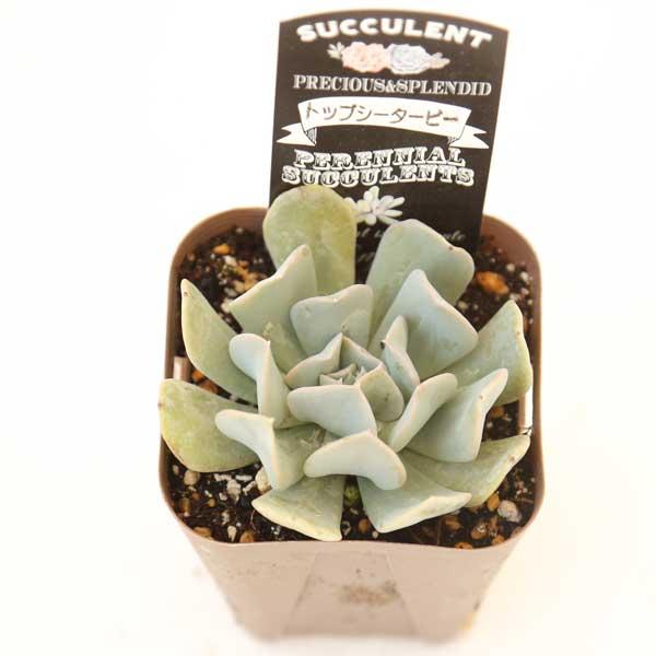 多肉植物 エケベリア トップシータービー 7.5cmポット苗 希少品種