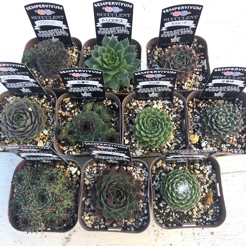 赤系センペルビウム10種類セット 多肉植物 Busaracenter Org