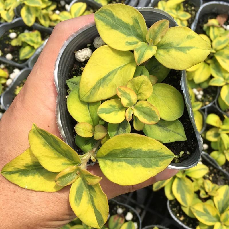 リシマキア　ご予約専用 当店農場生産】リシマキア リッシー 9cmポット苗 グランドカバーとして