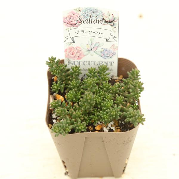 多肉植物 セダム ブラックベリー 7.5cmポット苗 : ハニーミント - 通販