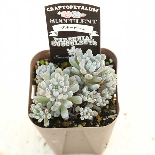 多肉植物 グラプトペタルム ブルービーン 7.5cmポット苗 : ハニー