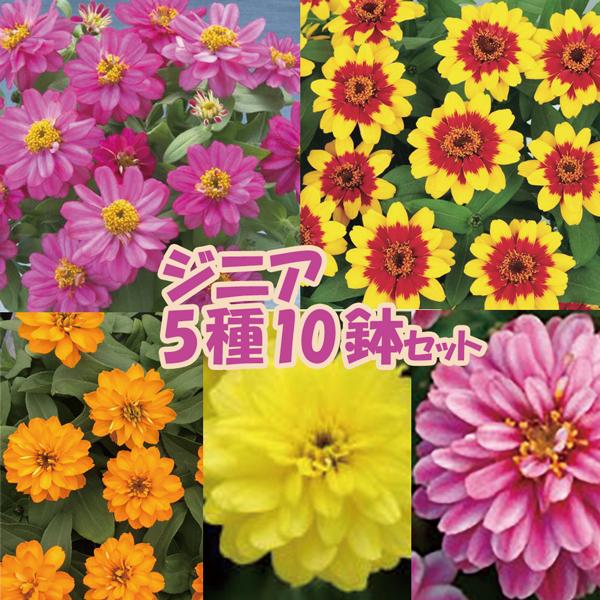 【当店農場生産】ジニア5種類10鉢セット 暑さに強く長く咲く！5/7更新（Yahoo!・ハニーミント）