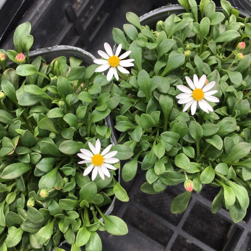 mお花になります(^^)ペビリアンデージー ペビリアンデージー 寄せ植え 花苗通販 Garden Frais
