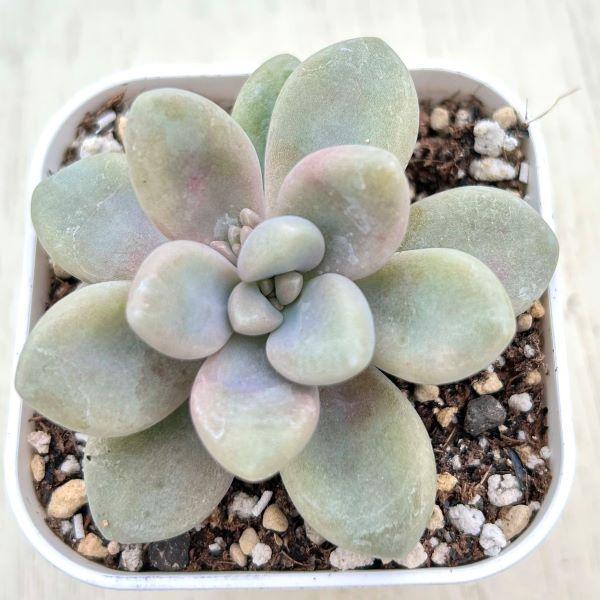 多肉植物 グラプトペタルム だるま秋麗（だるましゅうれい） 7.5cm
