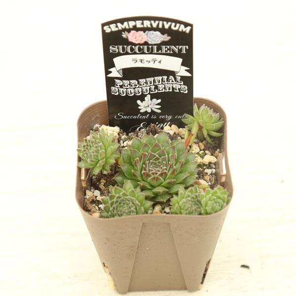 多肉植物 センペルビウム ラモッティ 7.5cmポット苗 : ハニーミント