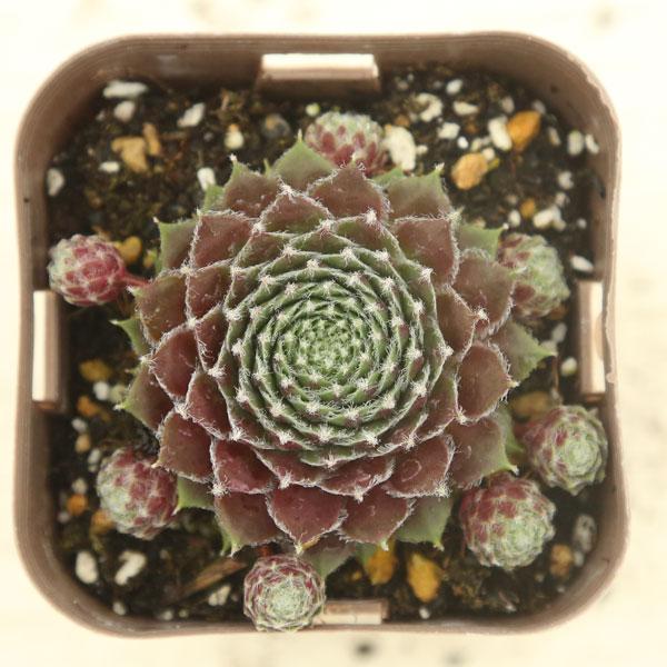 多肉植物 センペルビウム チェリーフロスト 7.5cmポット苗 : ハニー
