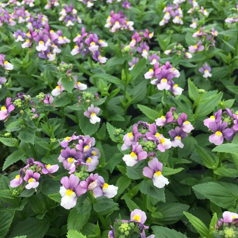 当店農場生産 ネメシア ブルーバイカラー 9cmポット苗 寄せ植えやハンキングにも最適 ハニーミント 通販 Yahoo ショッピング