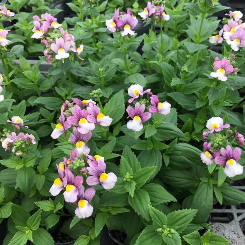 当店農場生産 ネメシア ローズ ピンク バイカラー 9cmポット苗 寄せ植えやハンキングにも最適 ハニーミント 通販 Yahoo ショッピング