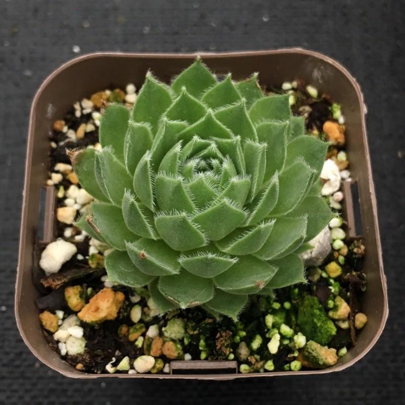 多肉植物 センペルビウム カナダカイト 7 5cmポット苗 ハニーミント 通販 Yahoo ショッピング