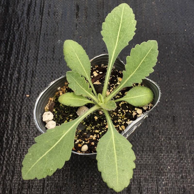 当店農場生産】ガイラルディア ラズルダズルミックス 9cmポット苗 耐寒