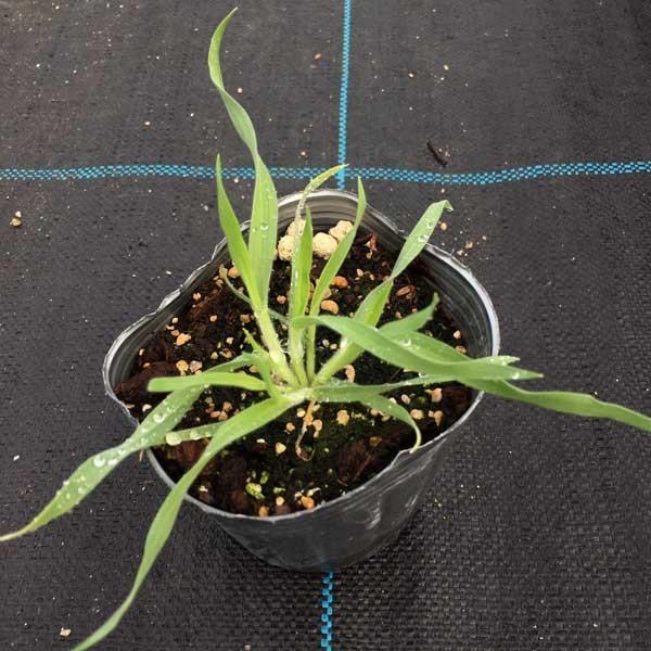 当店農場生産】ラグラス バニーテール 9cmポット苗 耐寒性 鉢植え