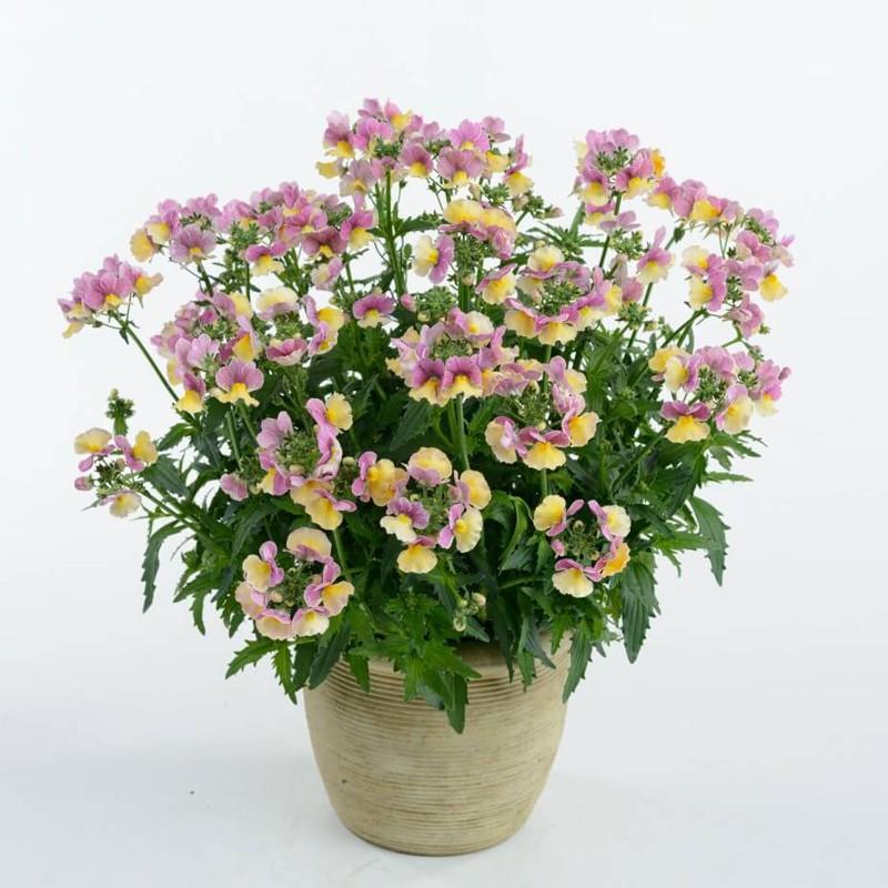 当店農場生産 ネメシア バナナスワール 輸入苗 9cmポット苗 寄せ植えやハンキングにも最適 ハニーミント 通販 Yahoo ショッピング