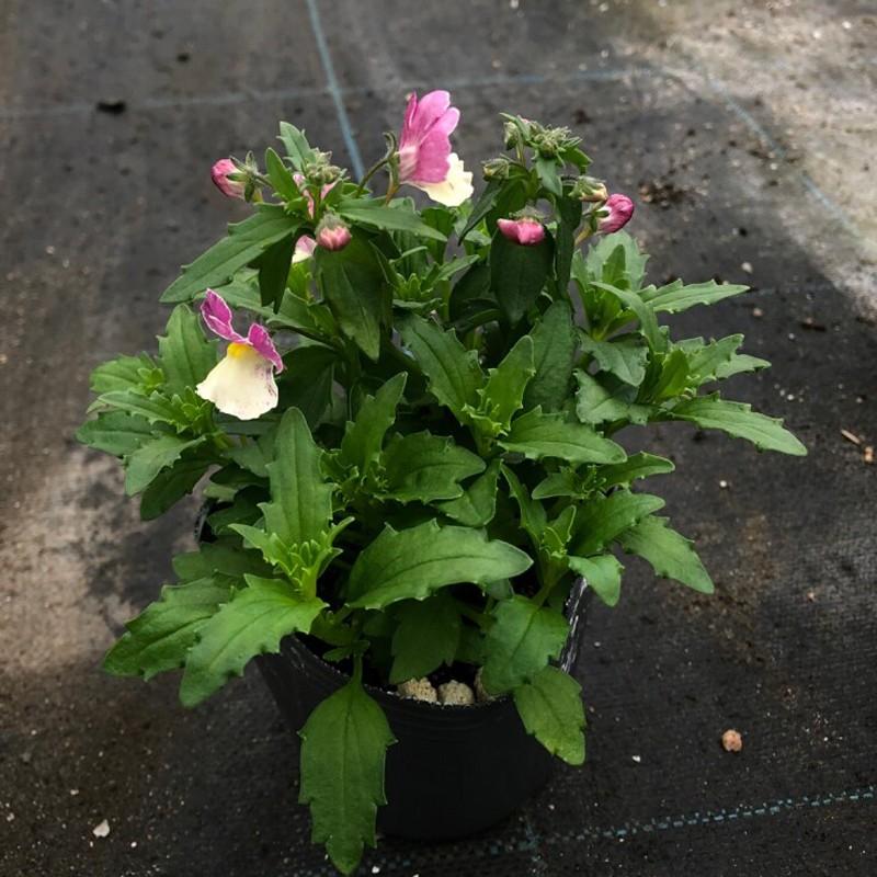 当店農場生産 ネメシア バナナスワール 輸入苗 9cmポット苗 寄せ植えやハンキングにも最適 ハニーミント 通販 Yahoo ショッピング