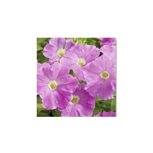 ペチュニア ピコベラ ライトラベンダー 花なし苗 9cmポット苗 毎年咲く強いペチュニア 耐寒性