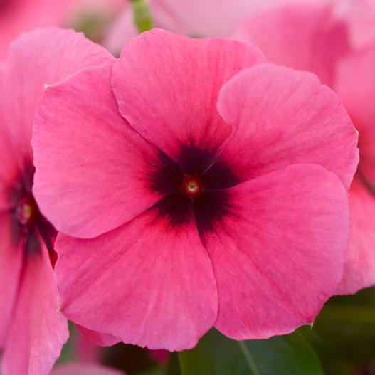 当店農場生産 手数料安い 変わり咲きビンカ タトゥーラズべリー 最大の割引 9cmポット苗 花の色が変化するビンカ 花なし