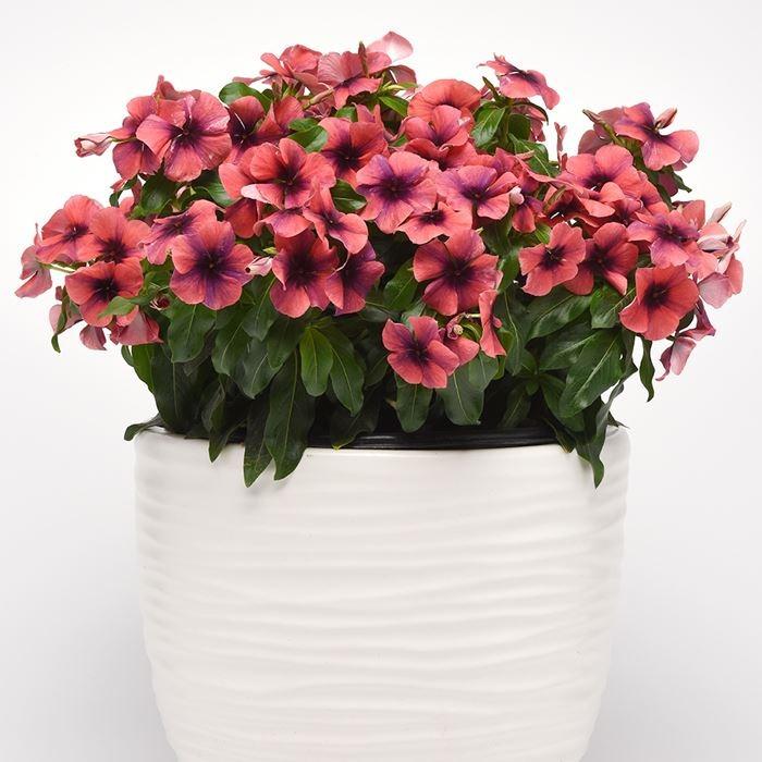 当店農場生産】変わり咲きビンカ タトゥーパパイヤ 9cmポット苗 花の色