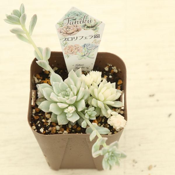 多肉植物 プロリフェラ錦 7.5cmポット苗 : ハニーミント - 通販