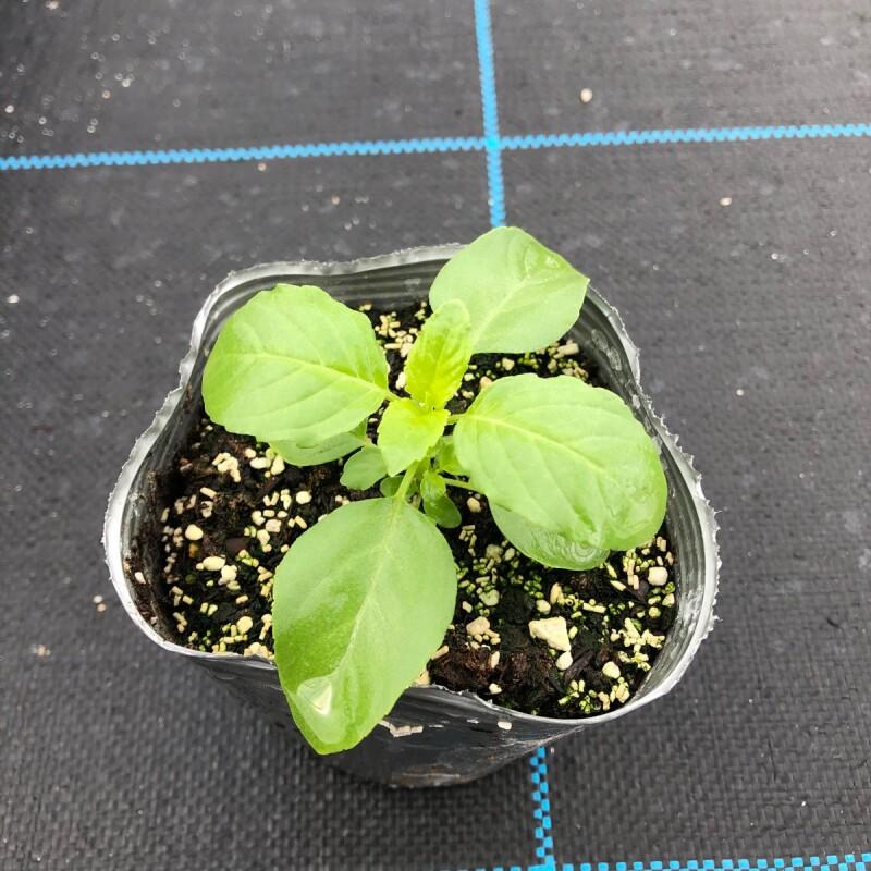 当店農場生産 ホーリーバジル ガパオ 9cmポット苗 料理に最適なハーブ 10006043 ハニーミント 通販 Yahoo ショッピング