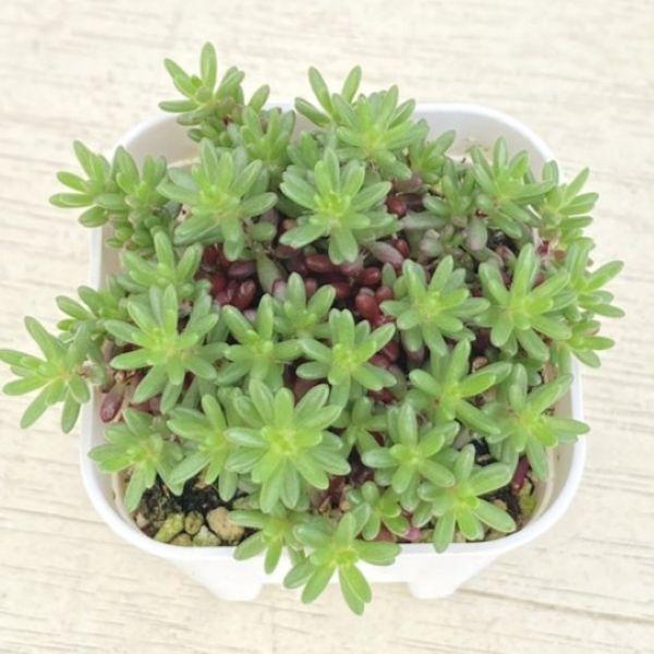 多肉植物 セダム ピンキー 7.5cmポット苗 : ハニーミント - 通販