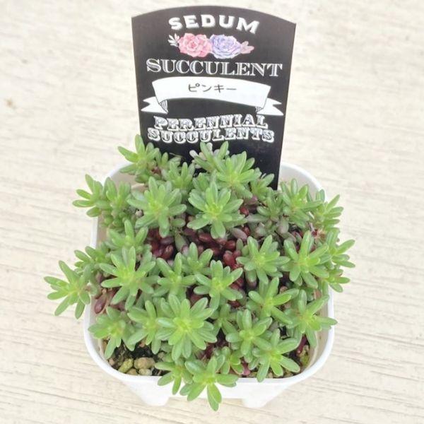 多肉植物 セダム ピンキー 7.5cmポット苗 : ハニーミント - 通販