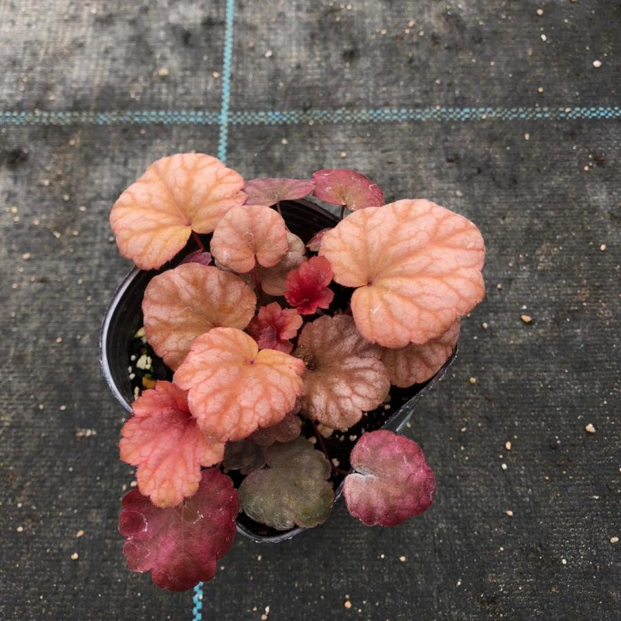 当店農場生産】ヒューケラ スウィートプリンセス PW 9cmポット苗