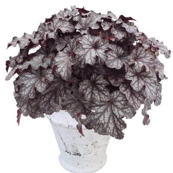 当店農場生産 ヒューケラ ドルチェ 4種類セット Pw 寒さに超強い ハニーミント 通販 Yahoo ショッピング