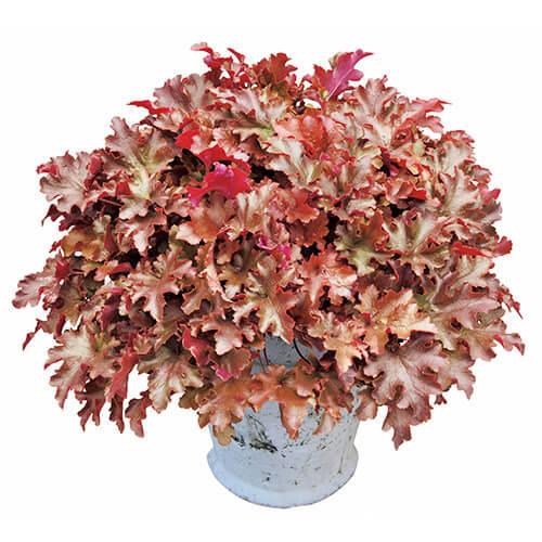 当店農場生産 ヒューケラ ドルチェ 4種類セット Pw 寒さに超強い ハニーミント 通販 Yahoo ショッピング