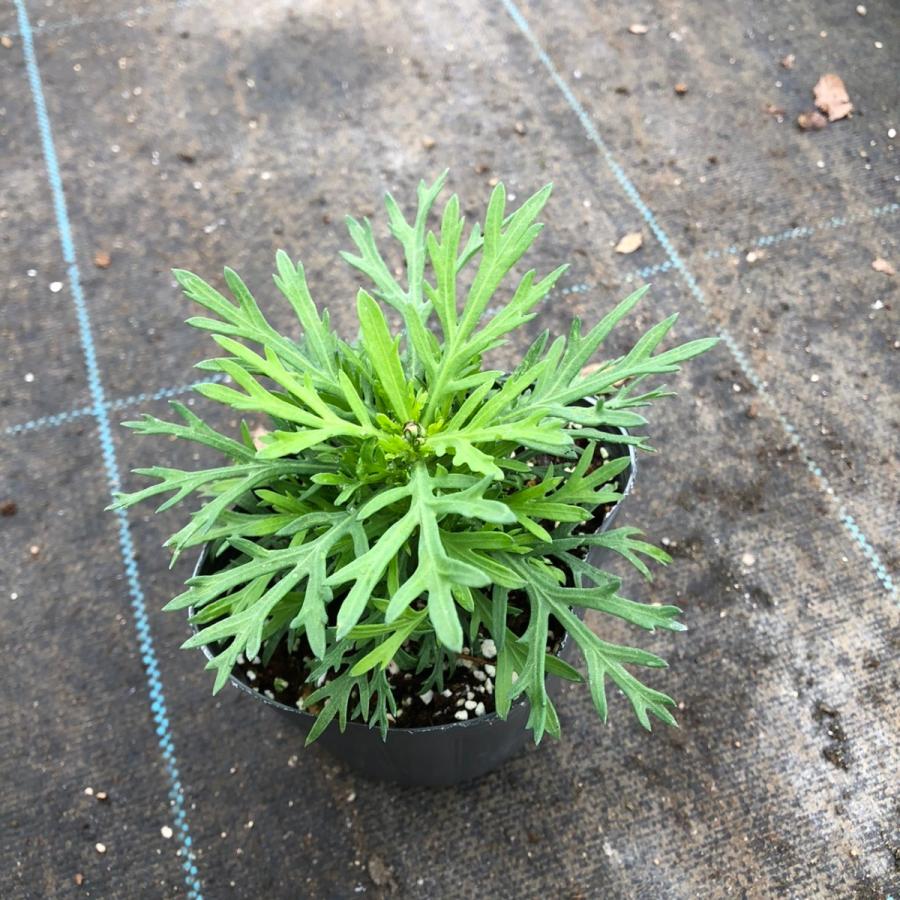 【当店農場生産】マーガレット ソレミオ 9cmポット苗 耐寒性宿根草|honeymint|03