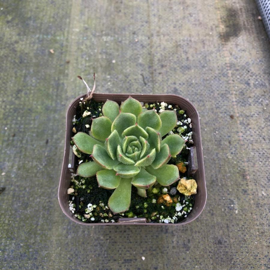 多肉植物 春の新作続々 エケベリア ファイヤーリップ 7 5cmポット苗