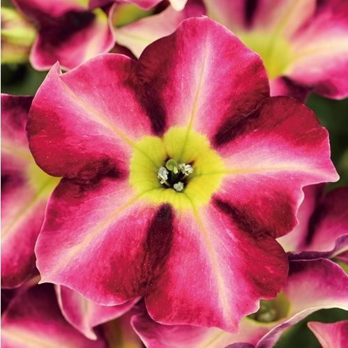 当店農場生産 クレイジーチュニア スターフルーツ 花なし苗 9cmポット苗 ハイブリットペチュニア ハニーミント 通販 Yahoo ショッピング