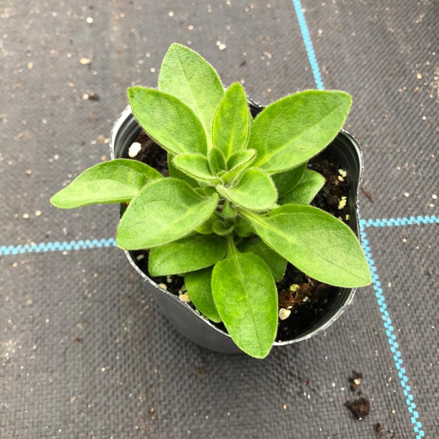 当店農場生産 クレイジーチュニア ブラックベリーチーズケーキ 花なし苗 ハイブリットペチュニア ハニーミント 通販 Yahoo ショッピング