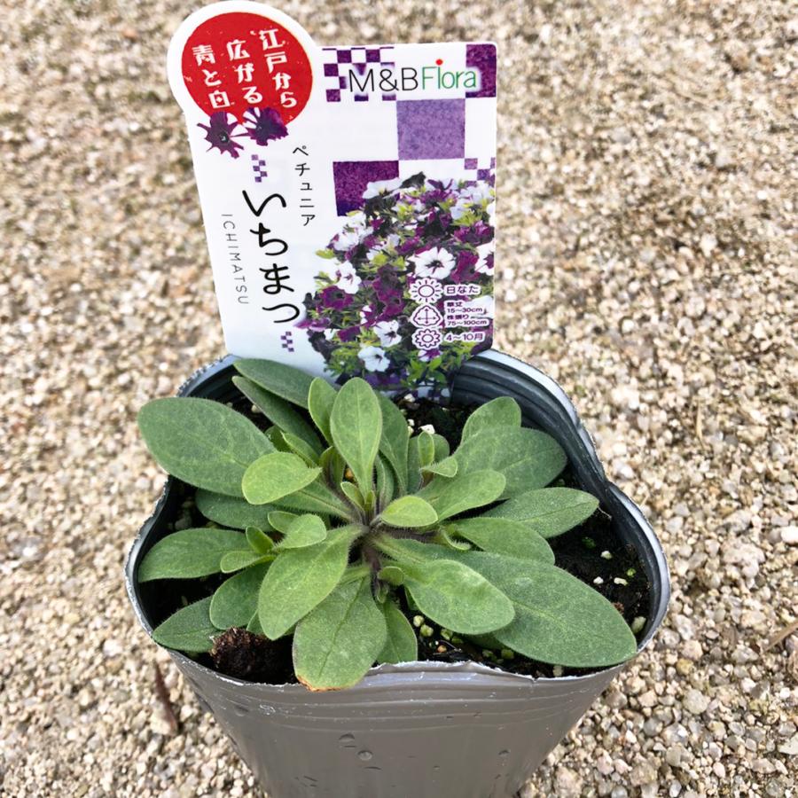 当店農場生産 市松模様のペチュニア いちまつ おしゃれ 小輪多花でボリュームたっぷり 花なし苗 9cmポット苗