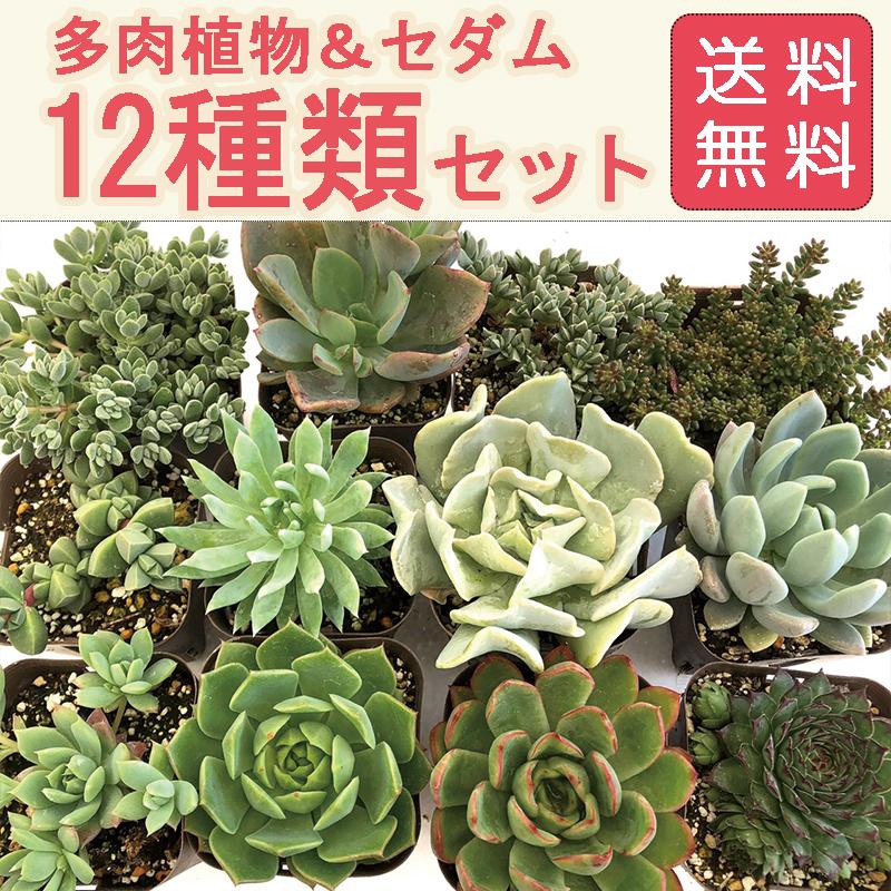 送料無料 多肉植物苗12種類セット お試し 育てやすい品種厳選 ハニーミント 通販 Yahoo ショッピング