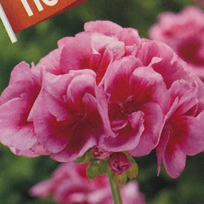 品質満点 ハイブリットゼラニウム カリオペ ローズスプラッシュ 9cmポット苗 強くて大輪咲き品種 Globescoffers Com